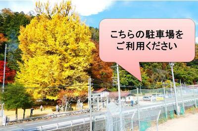 大銀杏の駐車場
